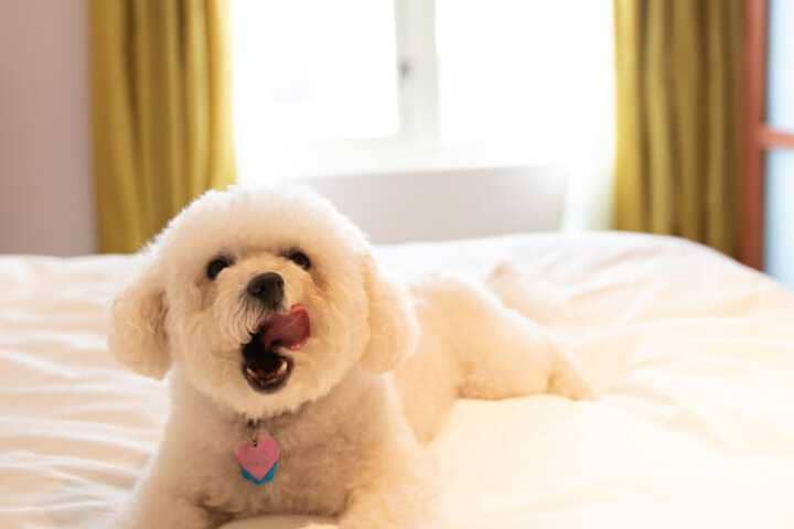 Pet Friendly 40 of 66